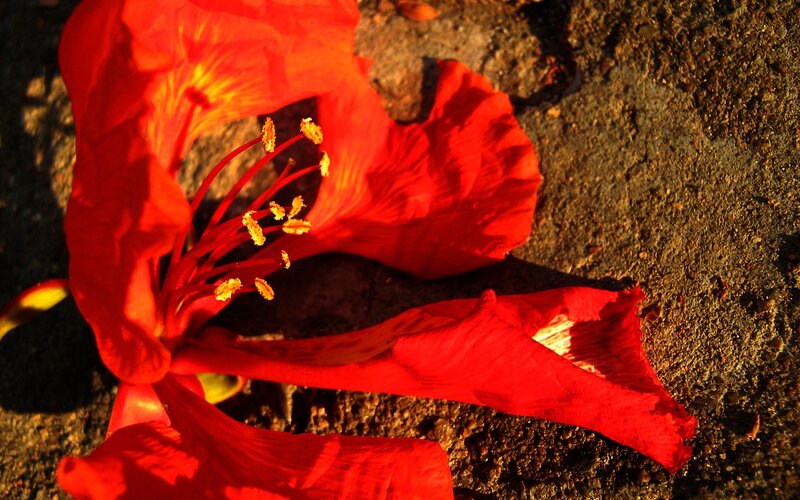 Red flower on ground