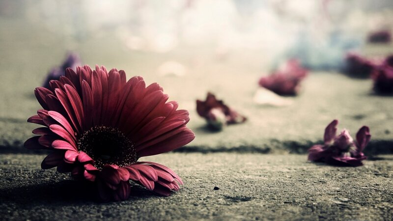 Red Flower on Ground — Melancholic, Photograph