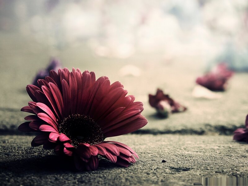 Red Flower on Ground — Melancholic