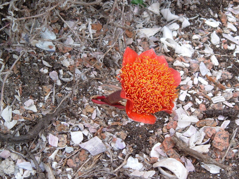Red Flower on Ground — Natural