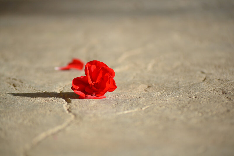 Red Flower on Ground — Serene