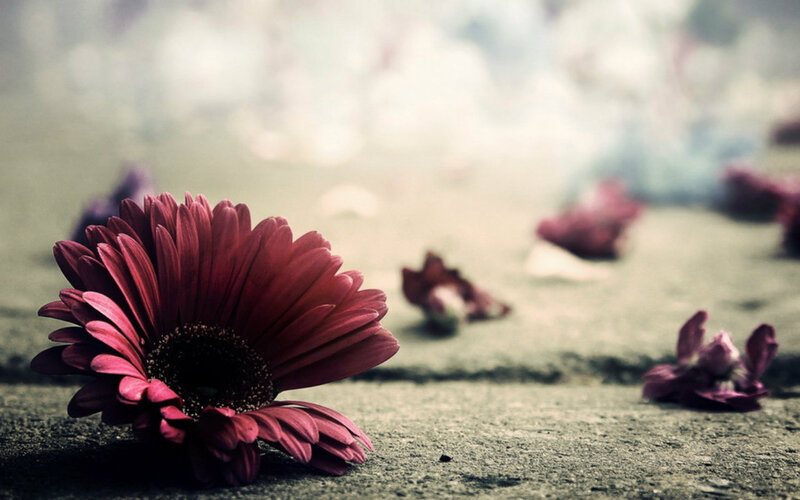 Red Flower on Ground — Somber