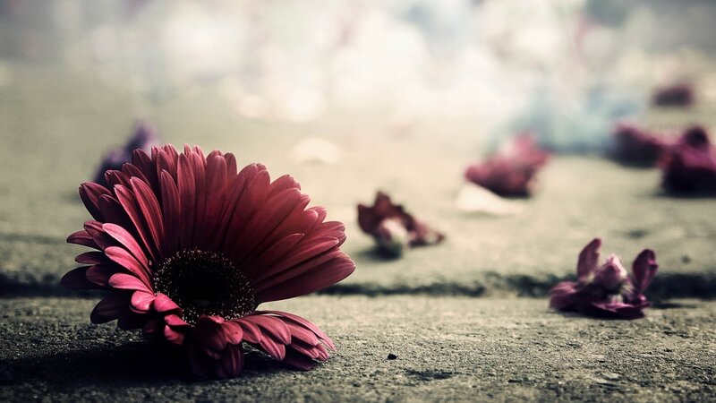 red flower on ground