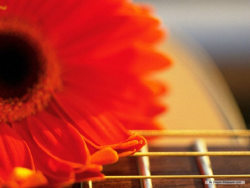 Red Flower on Guitar
