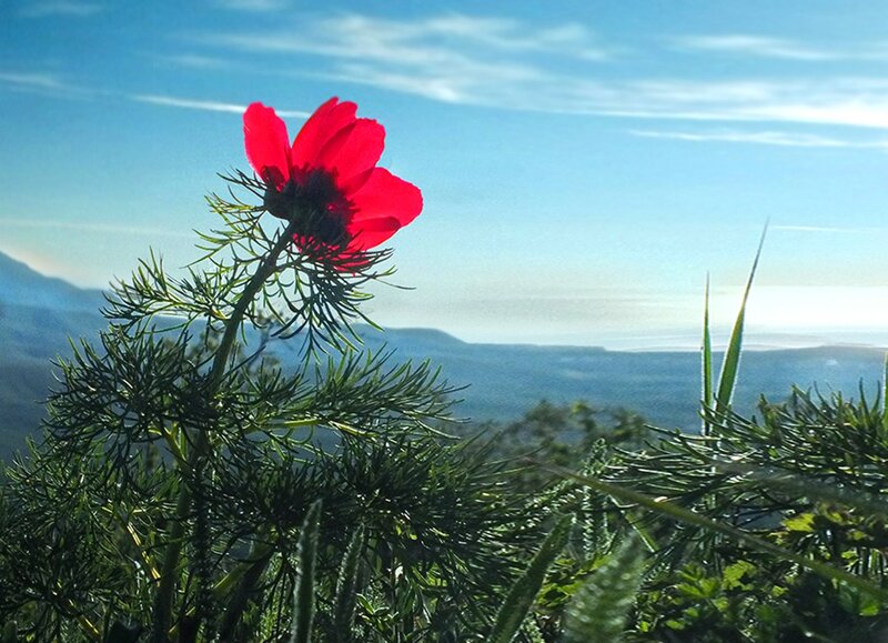 Red Flower on Hillside