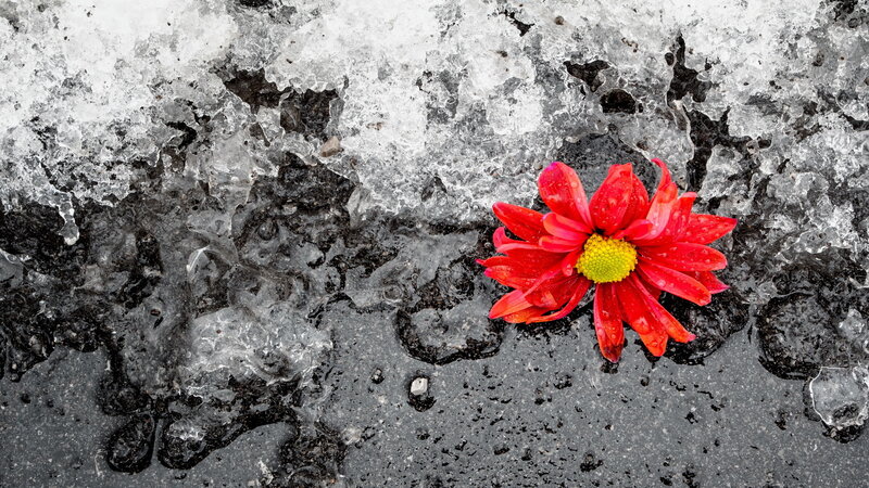 Red Flower on Ice