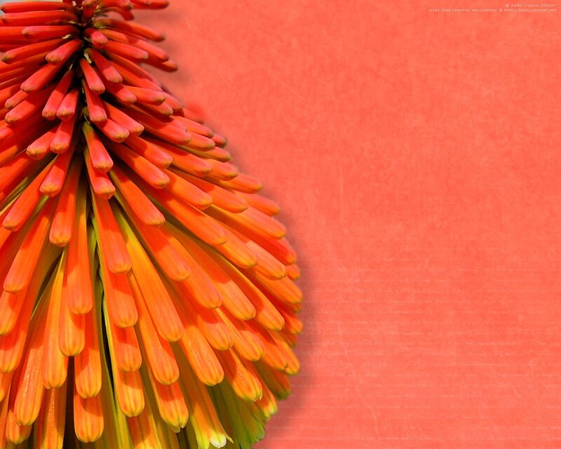 Red flower on orange background