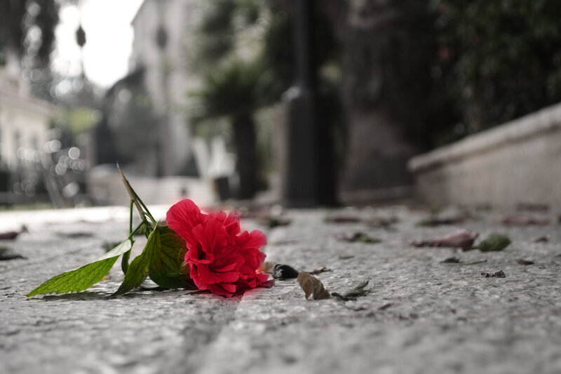 Red Flower on Pavement