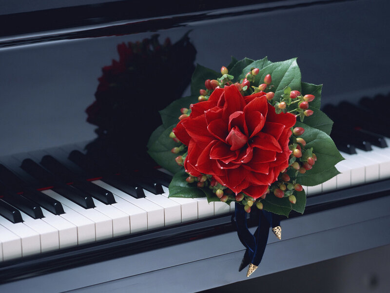 Red Flower on Piano — Calm