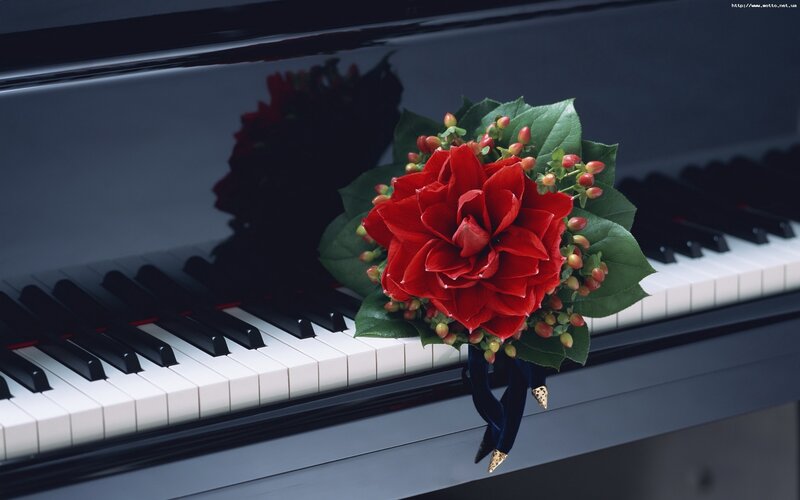 Red flower on piano keys