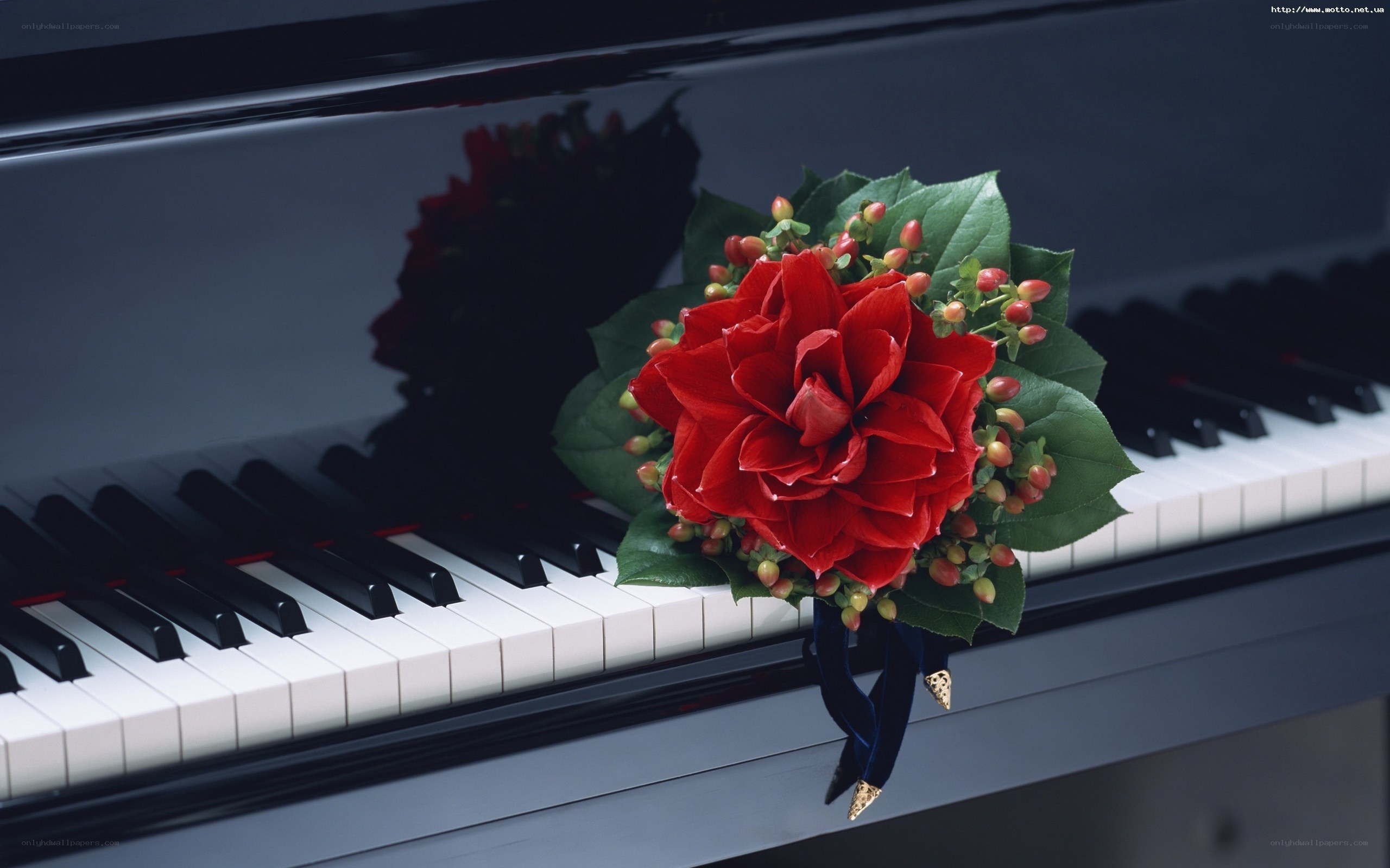 Red flower on piano keys