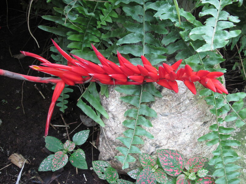 Red Flower on Rock