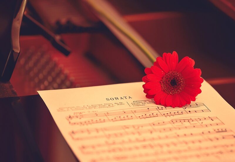 Red Flower on Sheet Music — Calm