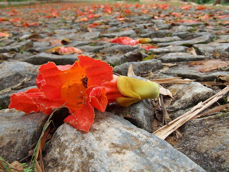 Red flower on stone path