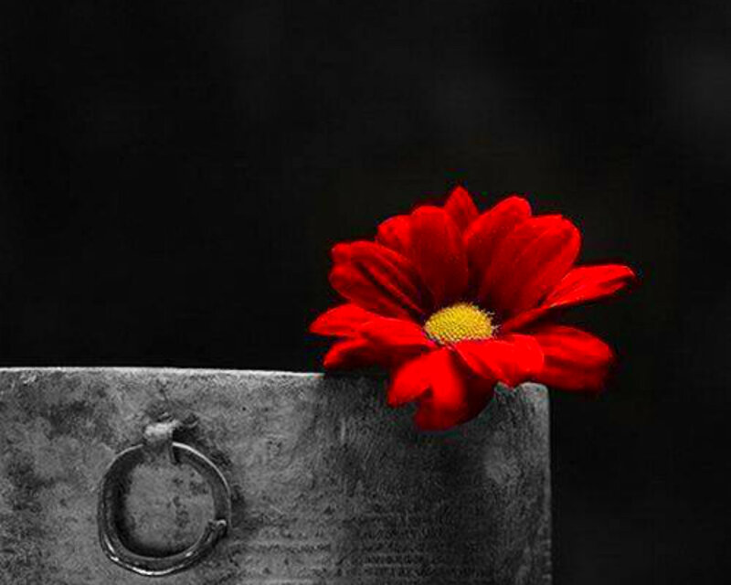 Red Flower on Stone