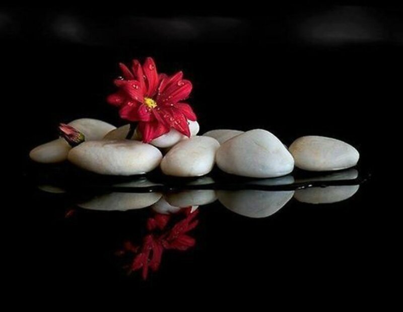 Red Flower on Stones — Black
