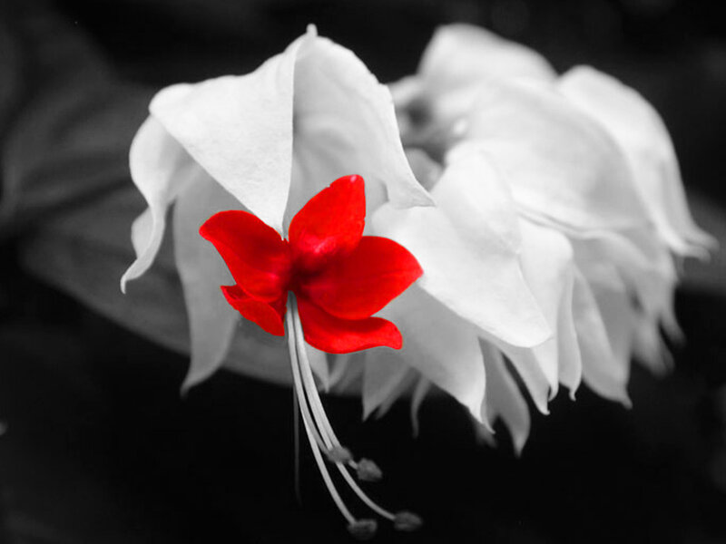 Red Flower on White Petals — Dramatic