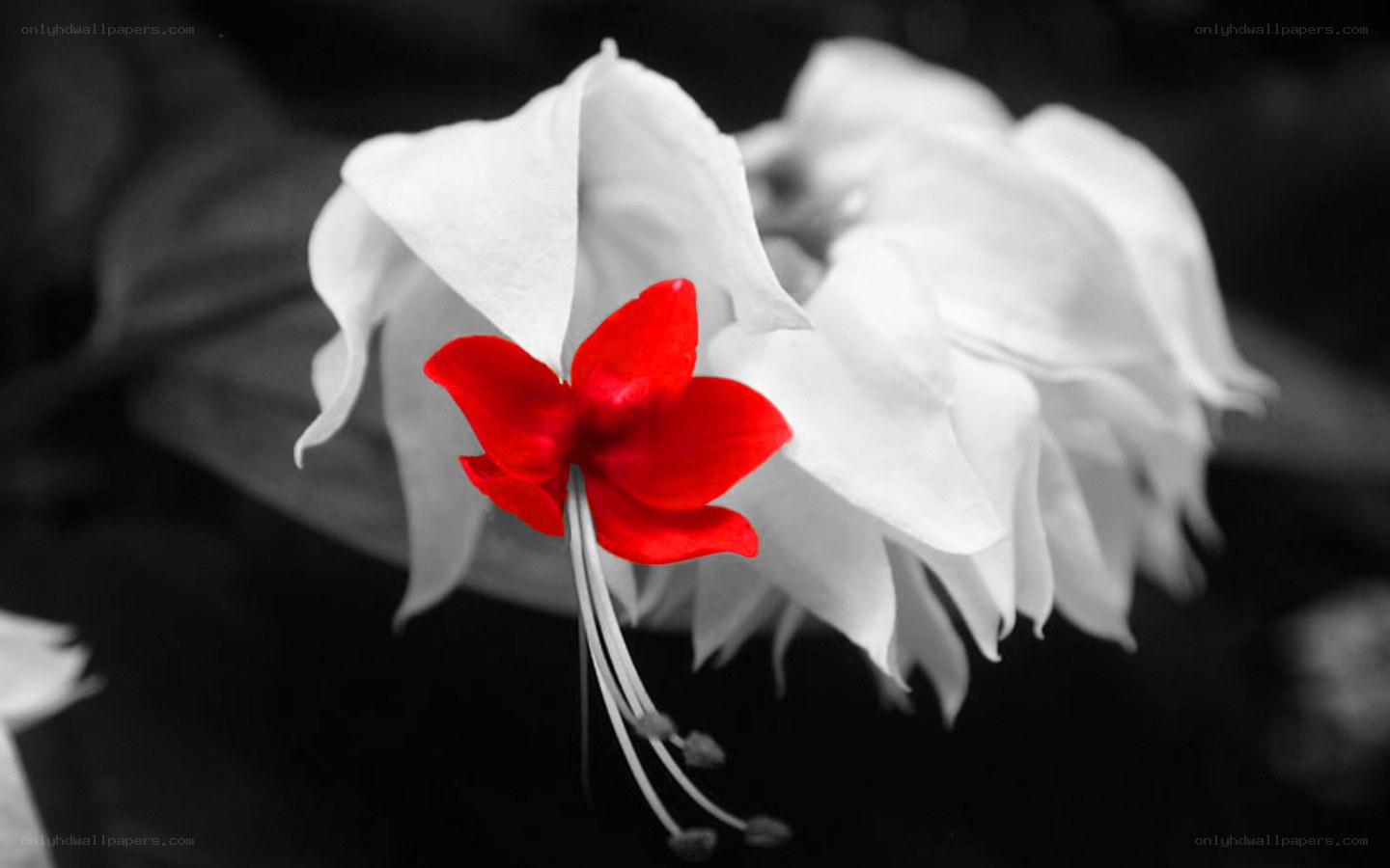 Red flower on white petals