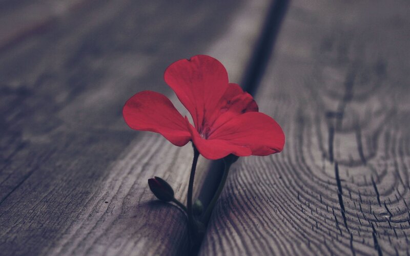 Red Flower on Wood — Calm, Photograph