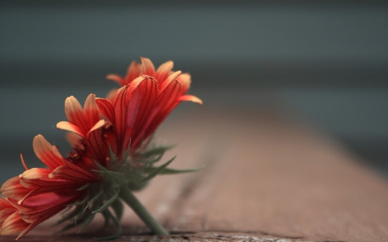 Red Flower on Wood — Calm