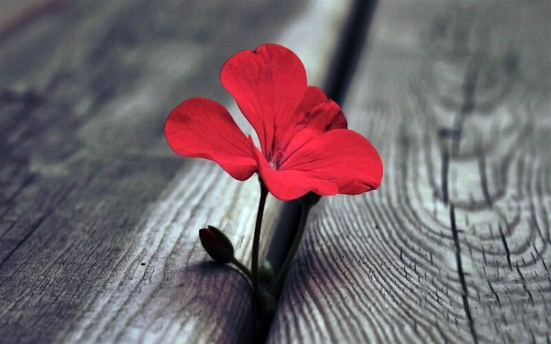 Red Flower on Wood — Serene, Photograph