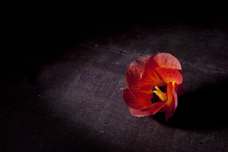 Red Flower on Wood