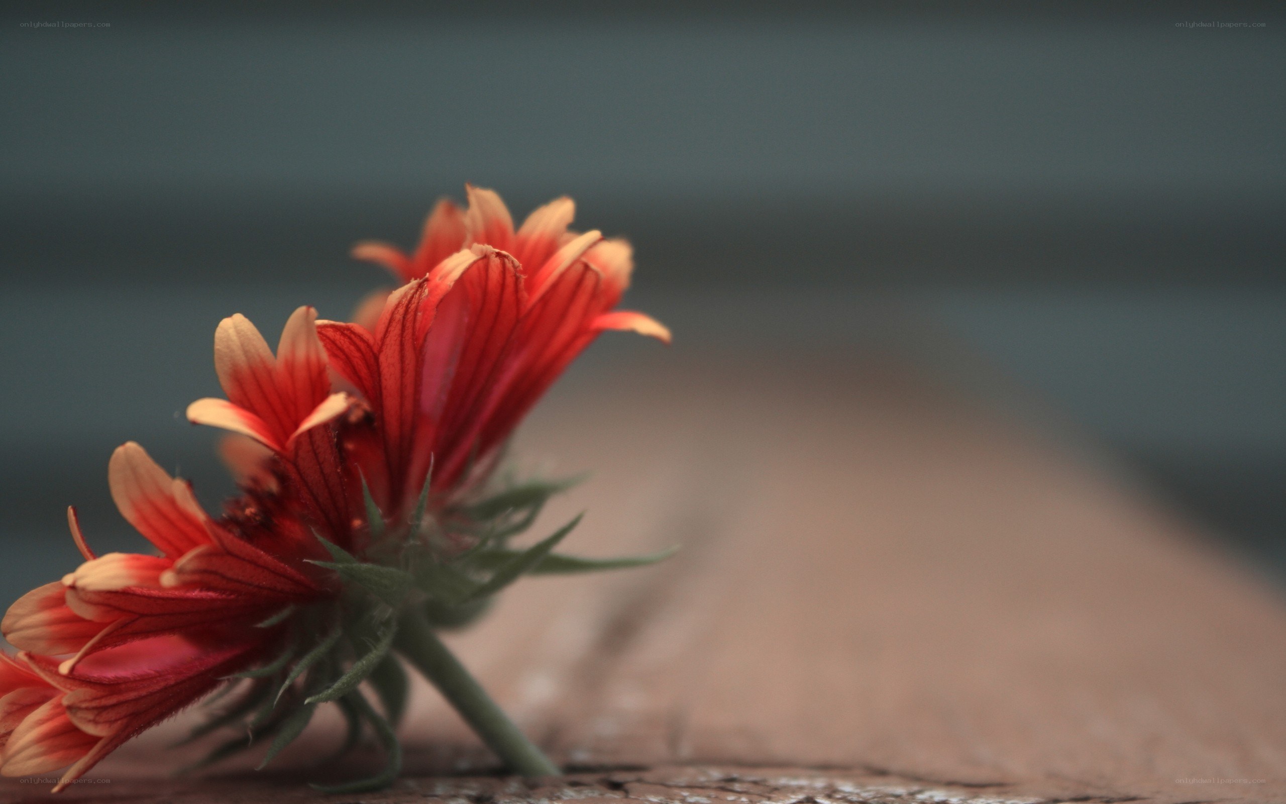 red flower on wooden surface