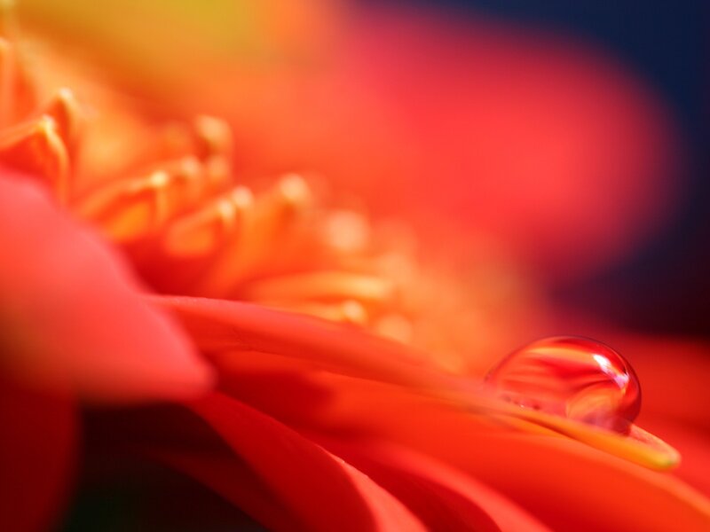 Red Flower Petal — Calm, Photograph, Drop of Water