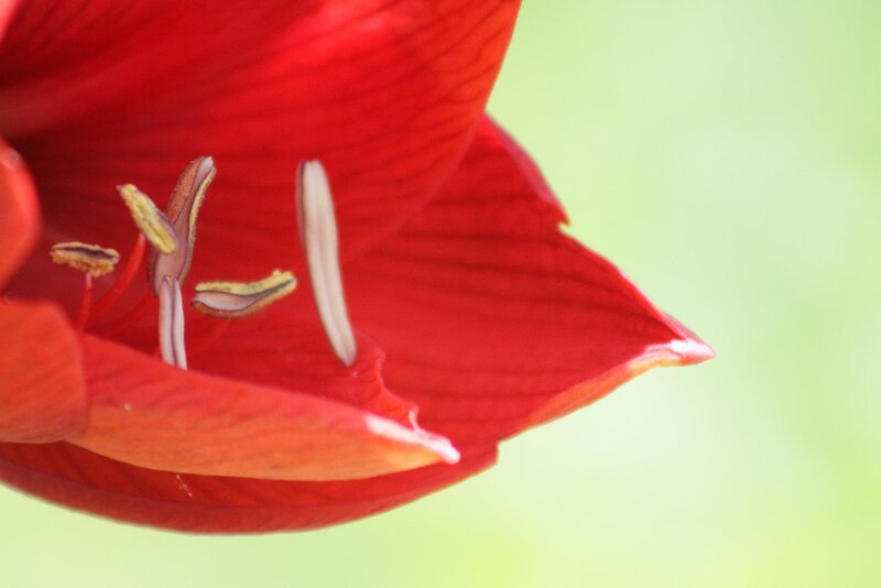 Red Flower Petal — Calm, Photograph, Stamen