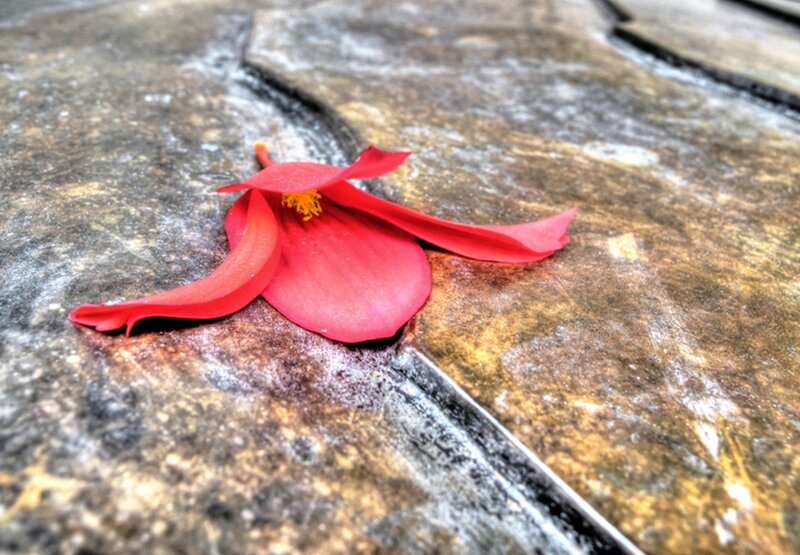 Red Flower Petal — Calm, Photograph