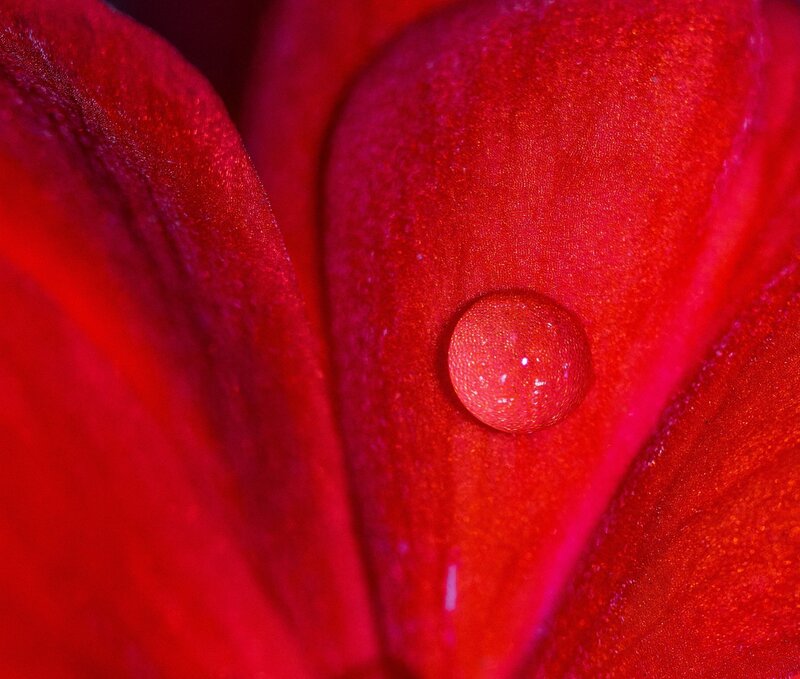 Red Flower Petal — Close-up