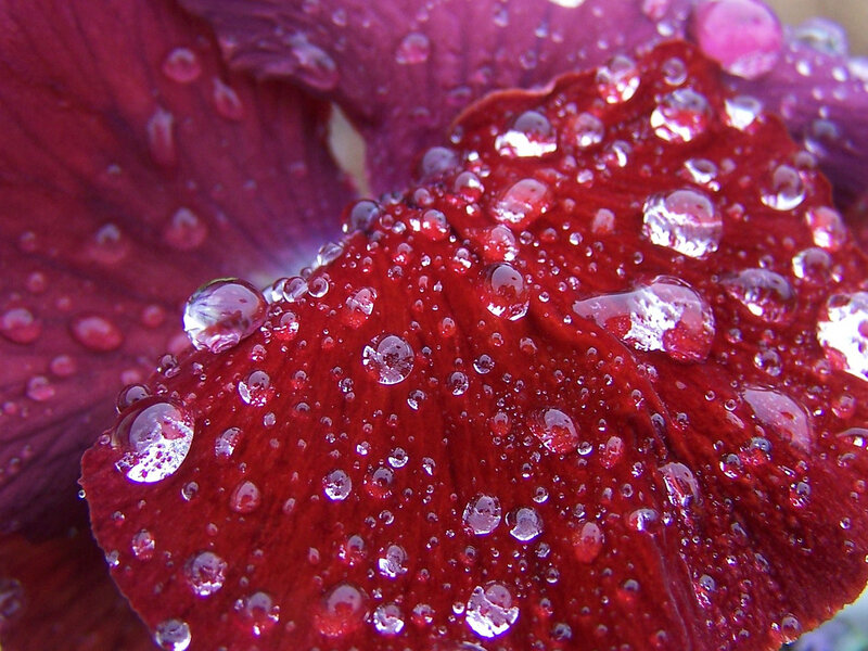 Red Flower Petal — Detailed