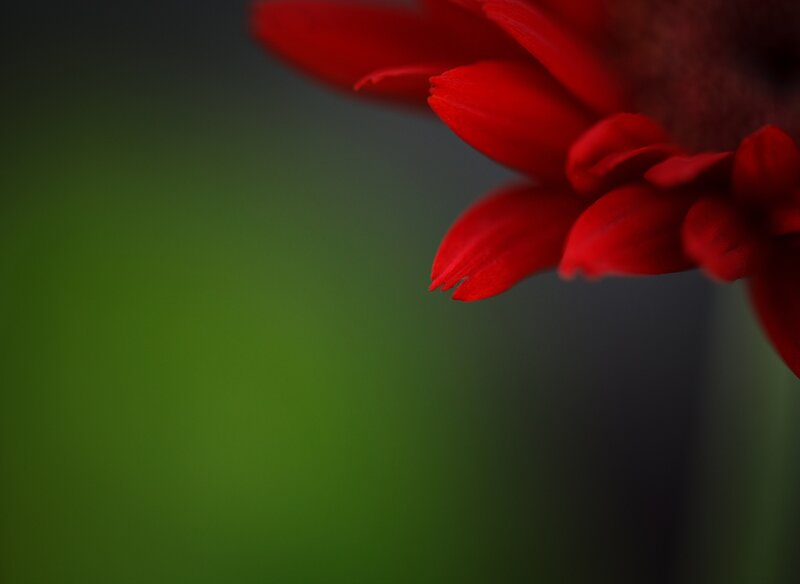 Red Flower Petal — Dramatic, Photograph, Green Background