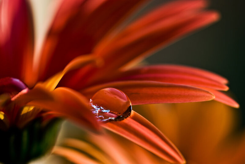 Red Flower Petal — Dramatic, Photograph