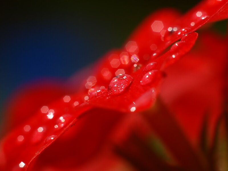 Red Flower Petal — Dramatic, Photograph, Water Droplet
