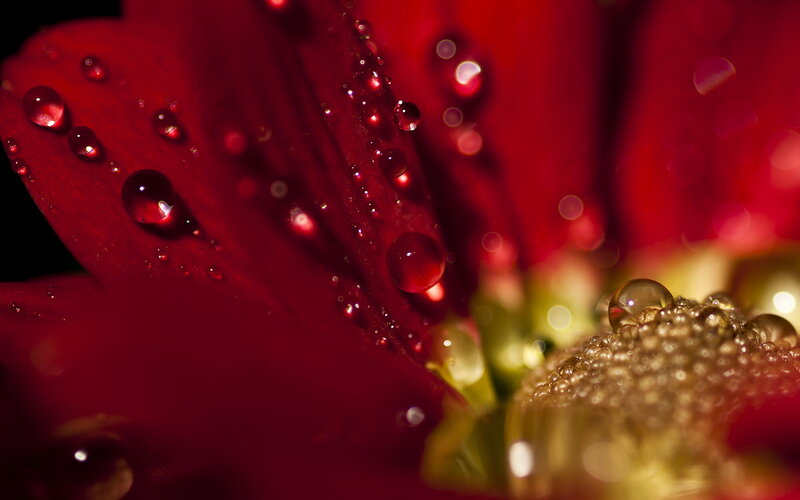 Red Flower Petal — Dramatic, Photograph, Water Droplets, Flower Center