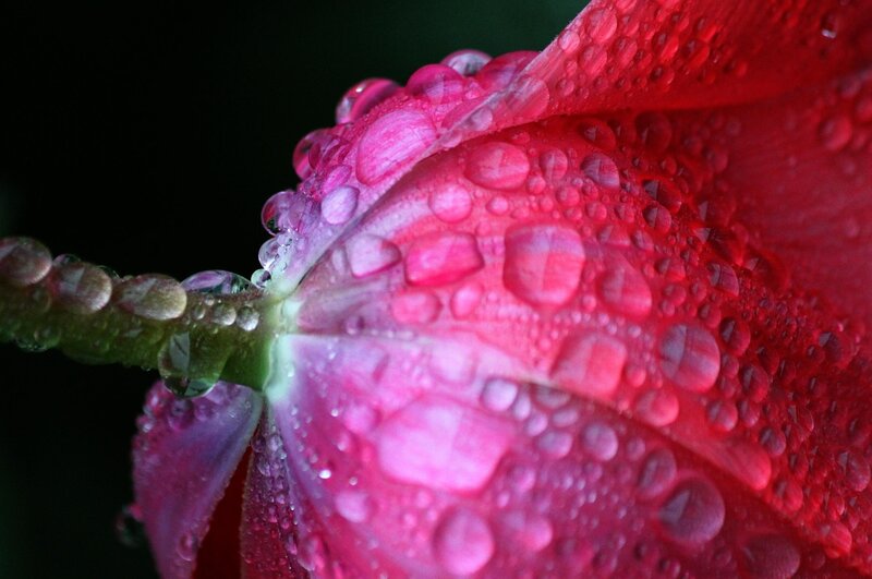 Red Flower Petal — Dramatic, Photograph, Water Droplets, Stem