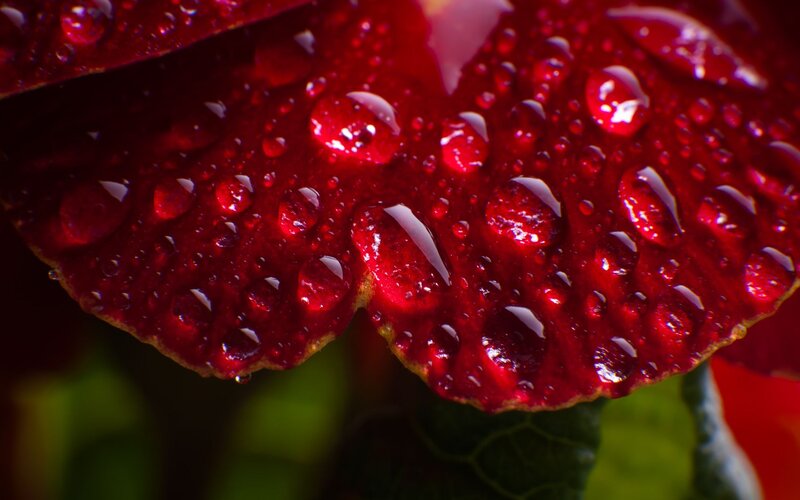 Red Flower Petal — Dramatic, Photograph, Water Droplets