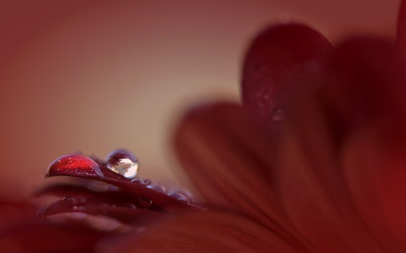 Red Flower Petal — Serene, Photograph, Drop, Blur
