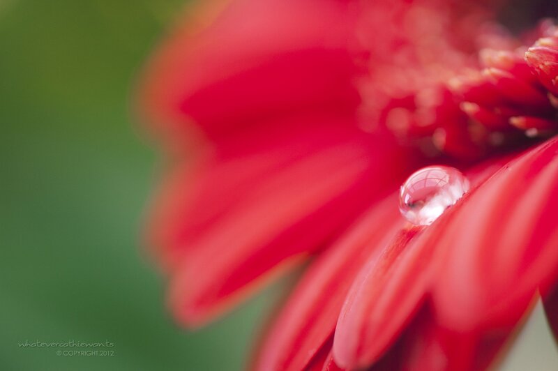 Red Flower Petal — Serene, Photograph, Drop of Water