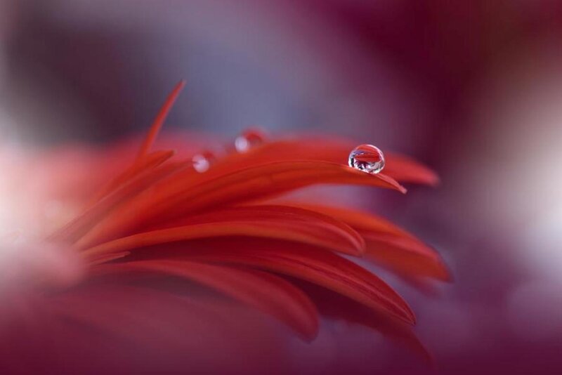 Red Flower Petal — Serene, Photograph, Drop