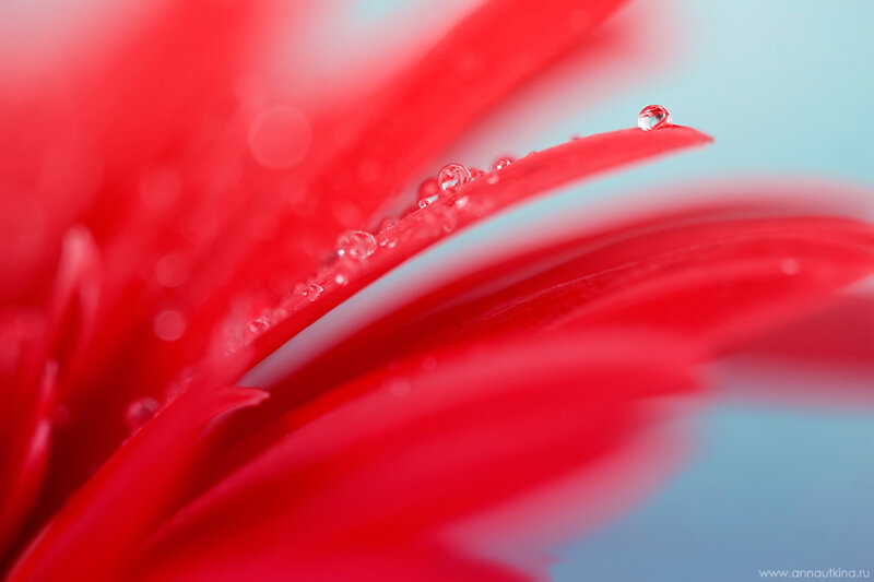 Red Flower Petal — Serene, Photograph