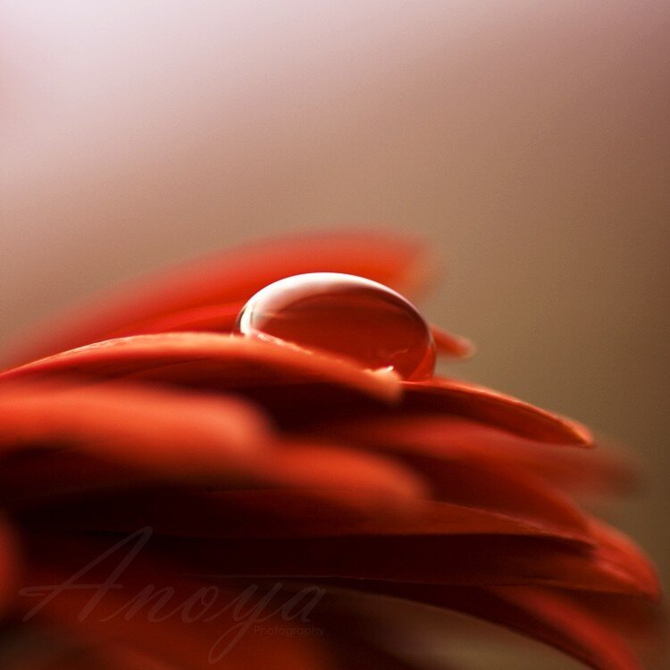 Red Flower Petal — Serene, Photograph, Water Droplet, Brown