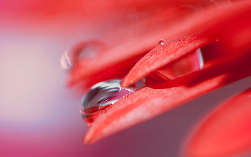 Red Flower Petal — Serene, Photograph, Water Droplet
