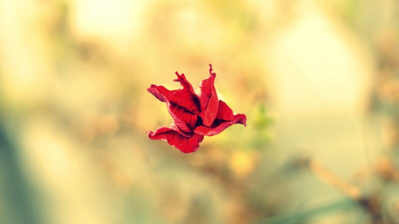 Red Flower Petal — Serene, Sunset