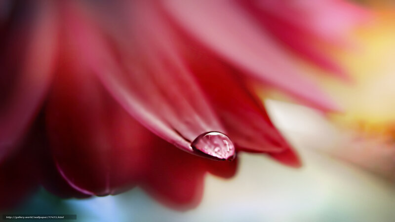 Red Flower Petal — Serene