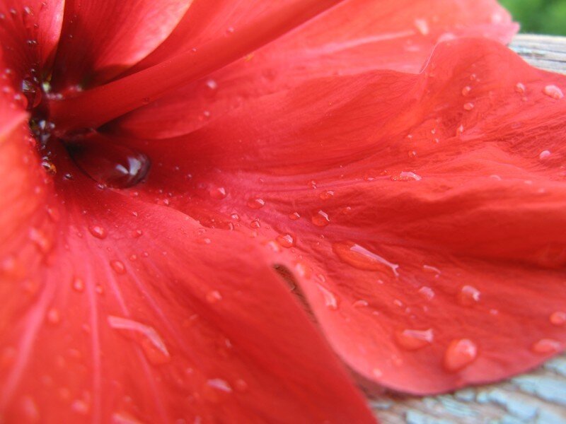 Red Flower Petal