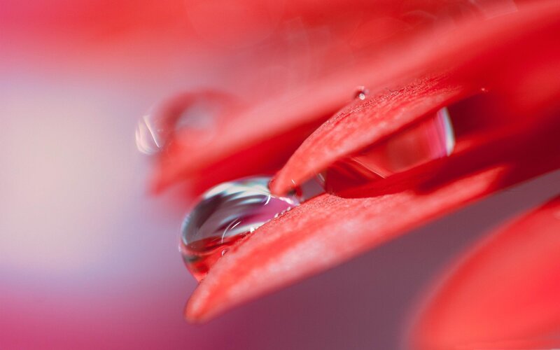 Red Flower Petal with Water Drop