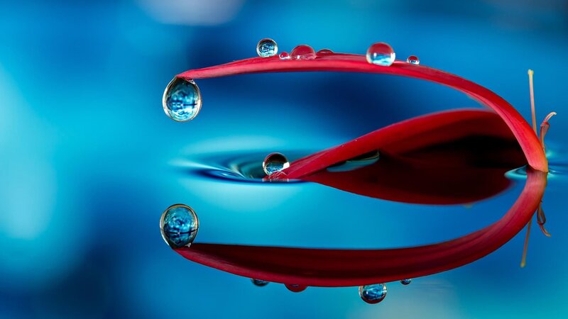 Red Flower Petal with Water Droplets
