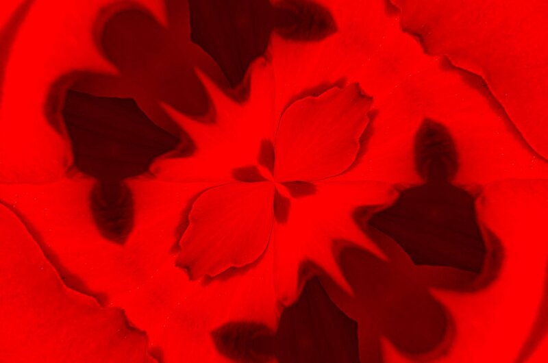 Red Flower Petals — Dramatic, Abstract, Shadow